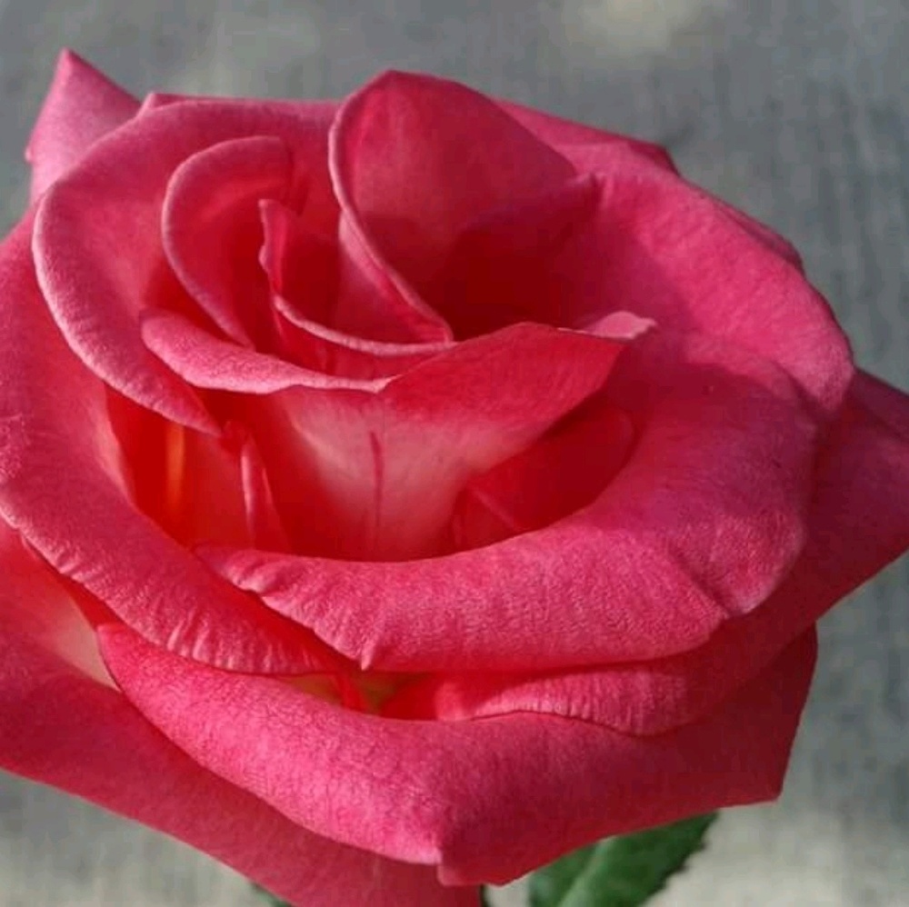 Meet your Posher, Leticia